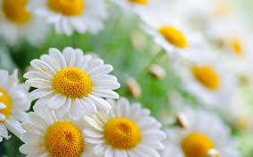 Sometimes we need daisies more than roses; try too hard to be deep and you'll end up sounding shallow.