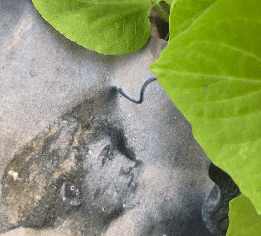 Echo (Chamber) and Narciss(ism): A Modern&nbsp;Myth