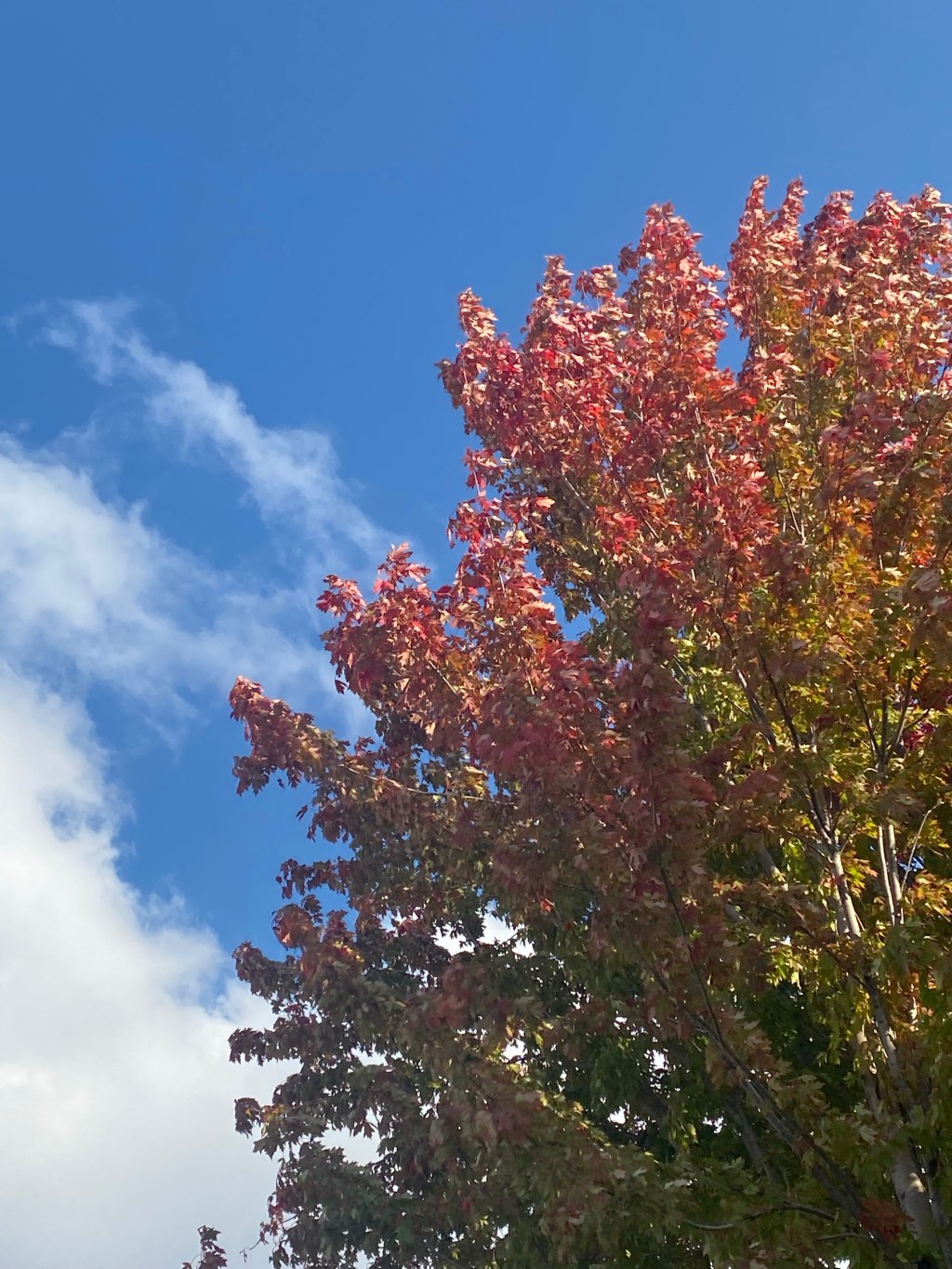 Insignificant in Life, Glorious in&nbsp;Death