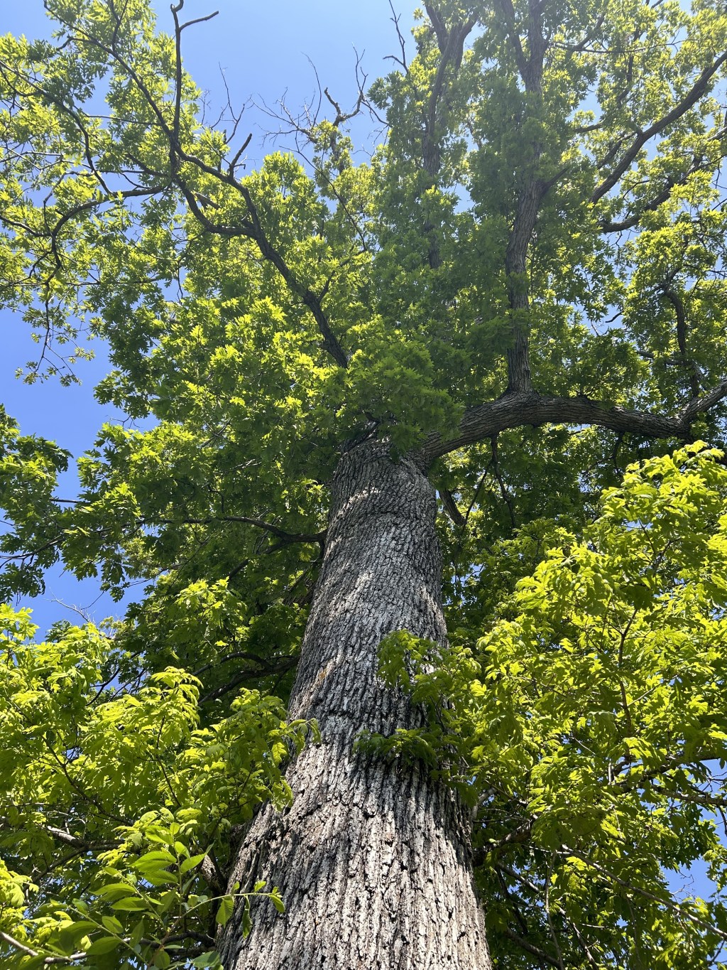 Finding Comfort in Smallness: Lessons Among the Oak&nbsp;Trees