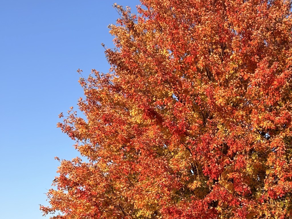 Autumn’s Lament: A&nbsp;Sonnet