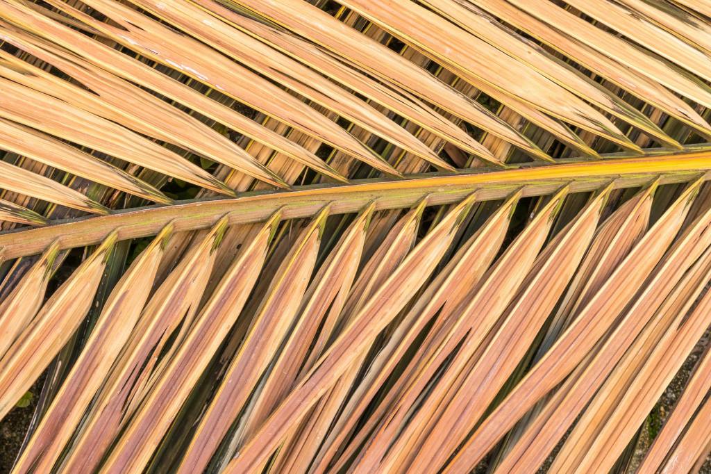 A Poem for the Day after Palm&nbsp;Sunday