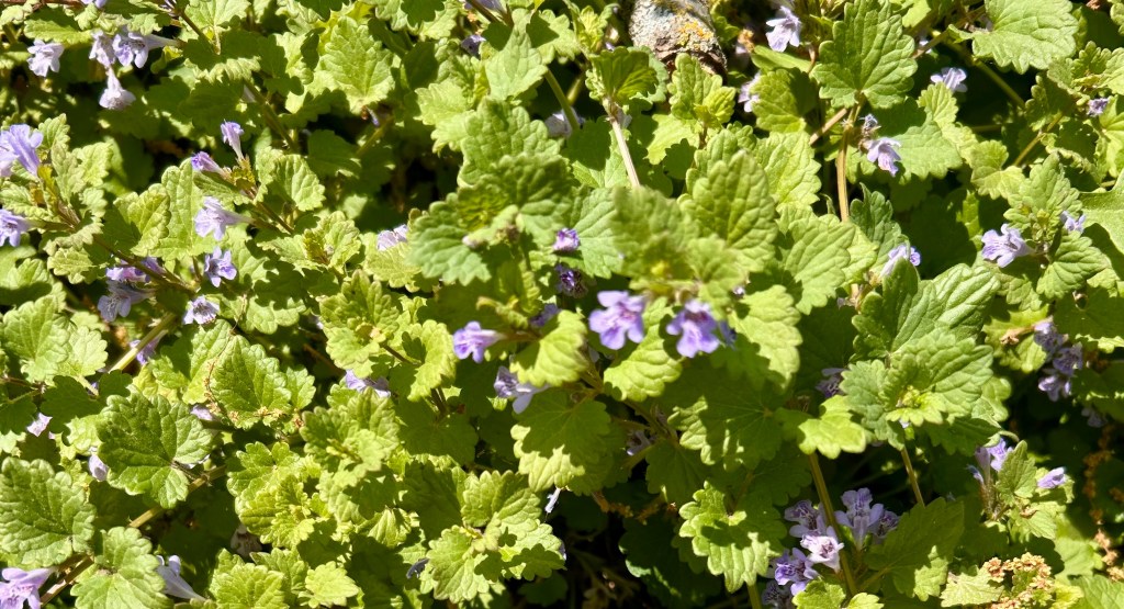 The Goodness of Gardening&nbsp;Friends